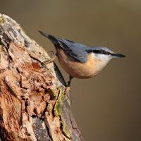 2010 (2) FEBRUARY Nuthatch 